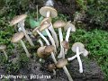 Cystoagaricus silvestris-amf1603